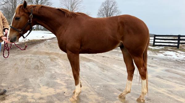 まるポン 様 ＊thoroughbred、rosy、followingday image1_0.jpeg?itok=fmhEZ1UJ