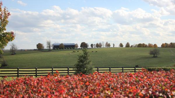 Visit Horse Country: Stone Farm’s Legacy of Champions | America's Best ...