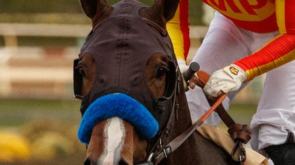 Essential Wager | America's Best Racing