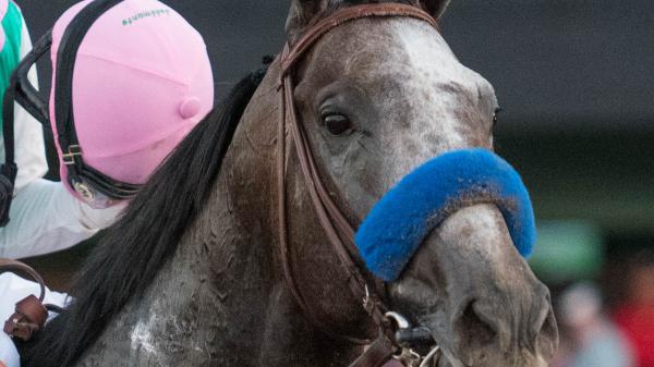 Arrogate | America's Best Racing