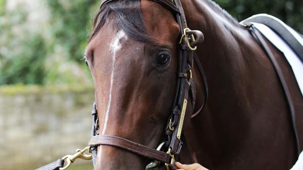 Founder | America's Best Racing