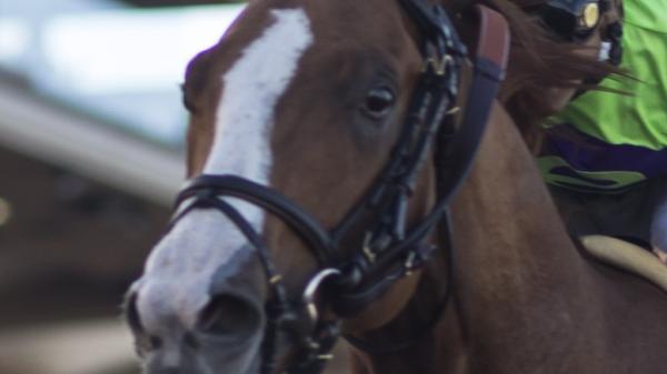 Good Magic | America's Best Racing