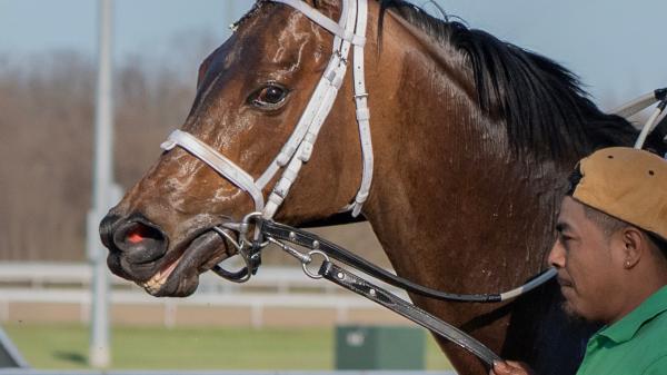 Lorelei Lee | America's Best Racing