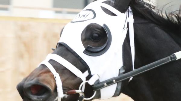 King Cause | America's Best Racing