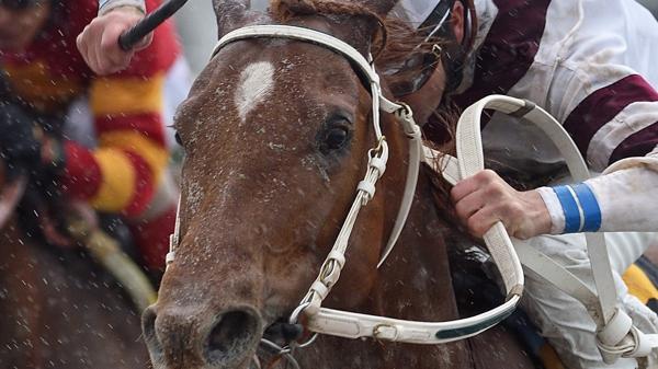 Sir Anthony | America's Best Racing