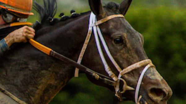 Soul of an Angel | America's Best Racing