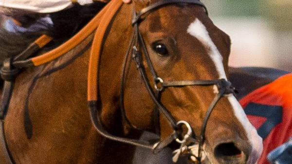 Toast of New York | America's Best Racing