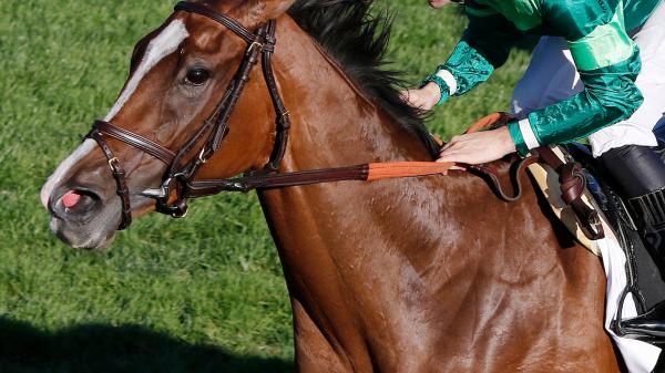 Gina Romantica | America's Best Racing