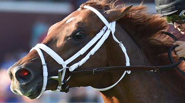 Channel Cat | America's Best Racing