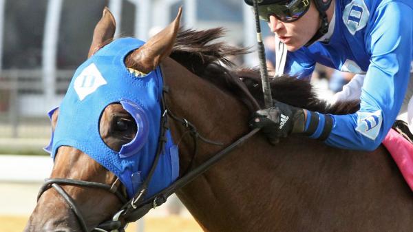 Determined Jester | America's Best Racing