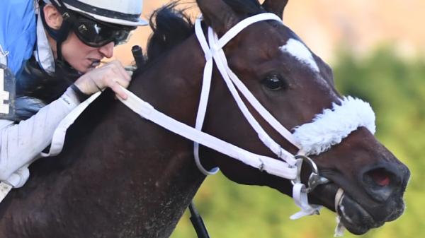 Pickin' Time | America's Best Racing