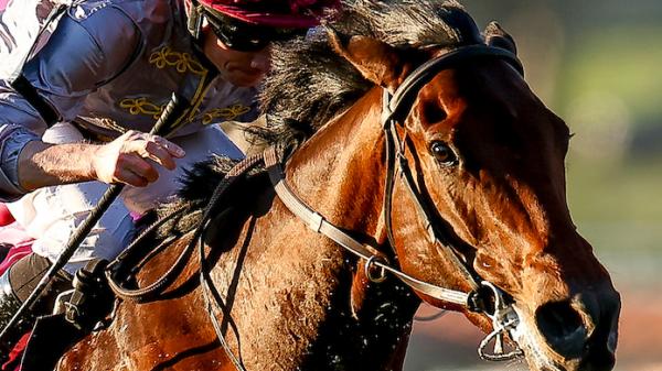 Unquestionable (FR) | America's Best Racing