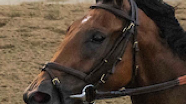 Randomized | America's Best Racing