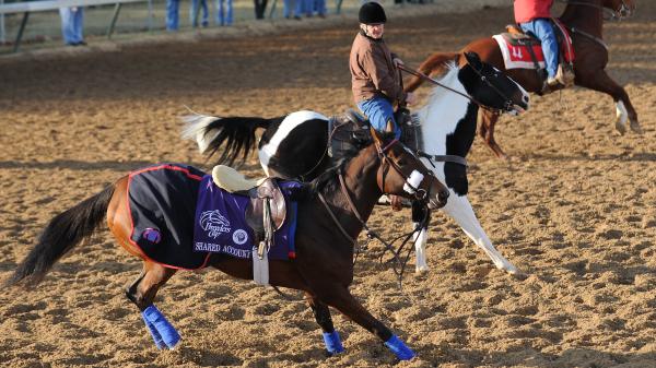 Racing 101: The Outrider | America's Best Racing