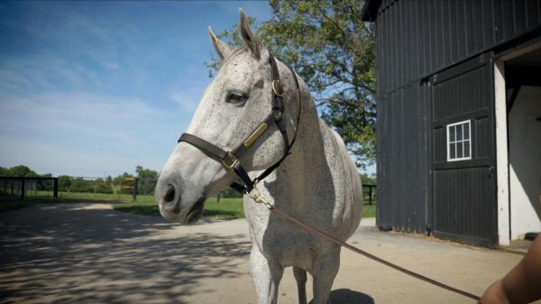 Everything a Horse Lover Desires: Tour Tokyo Racecourse's Gift