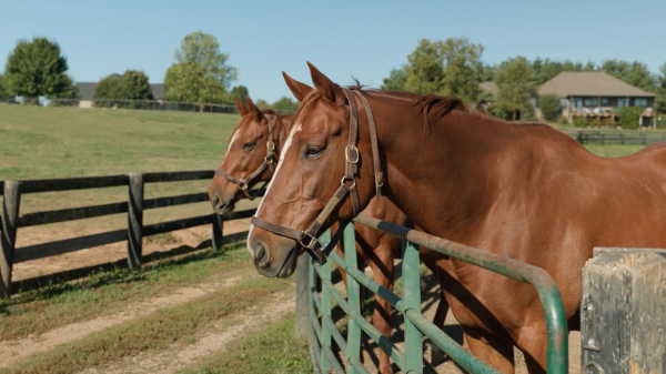 It’s a Breeders’ Cup Retirement Party at Old Friends!
