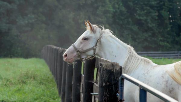 Meet the Flashy White Thoroughbreds at Megson Farms | America's Best Racing