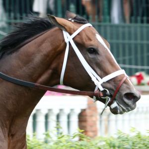 Donegal Racing and Bulger, Joseph | America's Best Racing