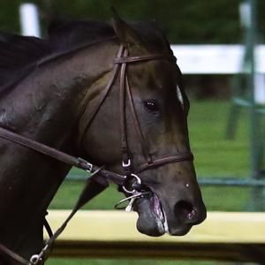 Ax Man | America's Best Racing