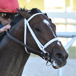 Commandment | America's Best Racing