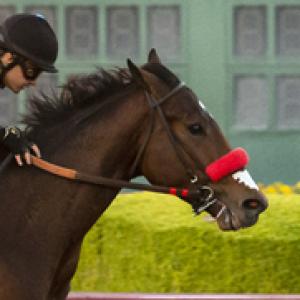 Jungle Racing LLC | America's Best Racing
