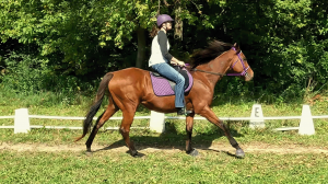 Thoroughbred Aftercare Alliance, OTTB, Thoroughbred, retired racehorse, aftercare, training, M G Junior, gelding, CANTER, Michigan, retraining, ABR