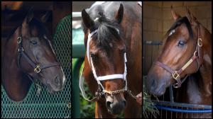 Breeders’ Cup Classic, slideshow, contenders, Sovereignty, Sierra Leone, Fierceness, Forever Young, Mindframe, Journalism, Antiquarian, Baeza, Highland Falls, Nevada Beach, Locked, Hit Show, horse racing, ABR