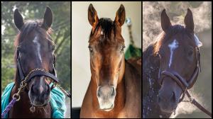 Sovereignty, Forever Young, Golden Tempo, Breeders' Cup Classic, Keeneland horse racing, America's Best Racing, ABR