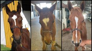 Golden Tempo, Renegade, Emerging Market, Triple Crown, Kentucky Derby, Churchill Downs, horse racing, America's Best Racing, ABR