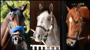 So Happy, Fulleffort, Further Ado, Triple Crown, Kentucky Derby, Churchill Downs, horse racing, America's Best Racing, ABR