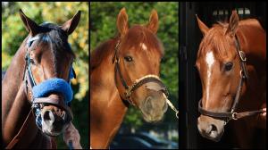 So Happy, The Puma, Further Ado, Triple Crown, Kentucky Derby, Churchill Downs, horse racing, America's Best Racing, ABR