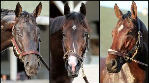 Ocelli, Chip Honcho, Silent Tactic, Triple Crown, Preakness, Laurel Park, horse racing, America's Best Racing, ABR