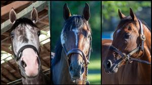 Napoleon Solo, Golden Tempo, Renegade, Travers Stakes, Saratoga Race Course, Breeders' Cup Classic, horse racing, America's Best Racing, ABR