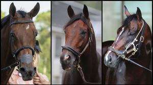 Nitrogen, Magnitude, Sovereignty, Whitney Stakes, Saratoga Race Course, Breeders' Cup Classic, horse racing, America's Best Racing, ABR