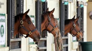 StarLadies, partnership, owner, horse racing, juvenile, 2-year-olds in training, 2-year-olds, fillies, filly, Elinor Wolf, Laurie Wolf, Corbin Blumberg, bloodstock, auction, horse sale, Flying Start, ABR