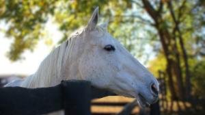 Off-Track Thoroughbreds, Sarah Welk Baynum, Aftercare, retired racehorses, OTTBs, horse racing, America's Best Racing, ABR