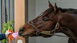 Visit Horse Country, Cody's Wish, carrots, carrot gram, carrot, horse, charity, racehorse, broodmare, Stable Recovery, nonprofit, Hallie Hardy, farms, stallion, horse racing, ABR