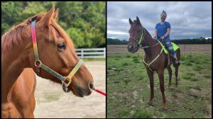 Cyclo, Ruth, Thoroughbred Aftercare Alliance, OTTB