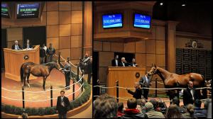 Fasig-Tipton November, Better Than Honour, Havre de Grace, America's Best Racing, horse racing, ABR