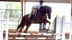 Thoroughbred Makeover Diary: Salesman ‘Calm, Cool and Collected’ in Training