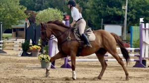 Thoroughbred Makeover Diary: Perspectives on Salesman’s Cool, Calm Personality
