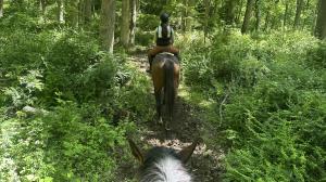 Thoroughbred Makeover Diary: Finding the Best Path Forward 