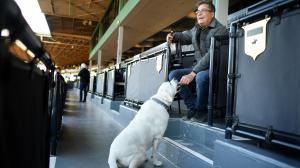 Labrador Louie, Santa Anita Park, Carla Gaines, John Sadler