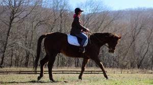 Adoption, Luck With a Kiss, OTTB, off-the-track, Thoroughbred, Lucky, Tonya Chaney, aftercare, Heart of Phoenix, Equine, Rescue, racehorse, trail riding, Aftercare Alliance, retirement, volunteer, ABR