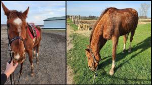 Retired Racehorse Project Thoroughbred Makeover Funnee Julianne Pangal 