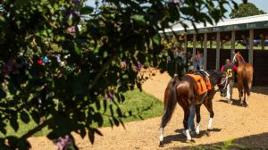 Mint Millions Invitational Stakes, Kentucky Downs, America's Best Racing, horse racing, ABR