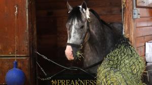 Napoleon Solo, Triple Crown, Preakness, Laurel Park, horse racing, America's Best Racing, ABR