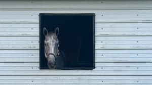 Dana Fletcher, Thoroughbred Aftercare Alliance, horse racing, America's Best Racing, ABR