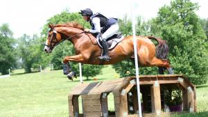 After more than 60 starts on the racetrack, Sharp Johnny has transitioned well to a second career.