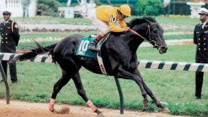 Swale: Claiborne's Beloved 1984 Kentucky Derby and Belmont Stakes Winner